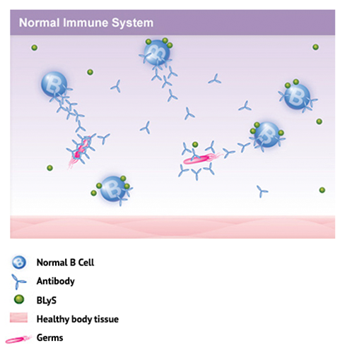 Diagram: Normal Immune System